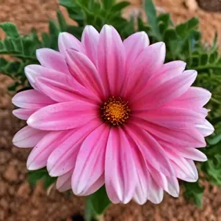 flower pictures