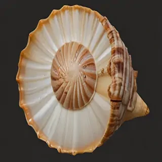 seashell png