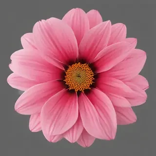 real flower png