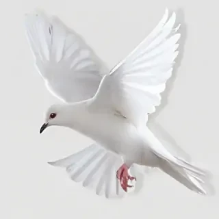png dove