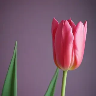 tulip iphone wallpaper