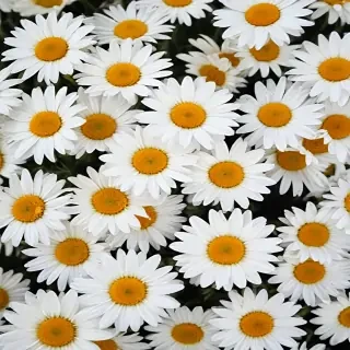 daisy background wallpaper