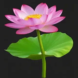 lotus flower png