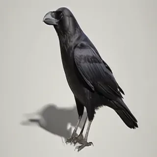crow png