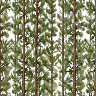 pine tree transparent