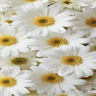 iphone white flower wallpaper