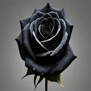 black rose png