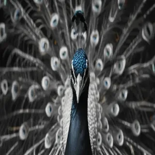 peacock black and white