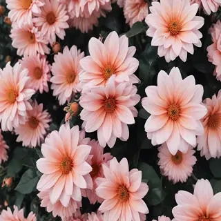 wallpaper aesthetic flowers