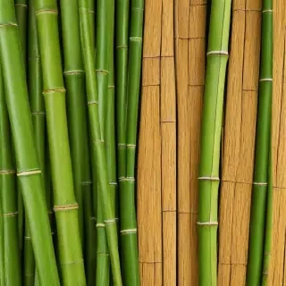 bamboo background