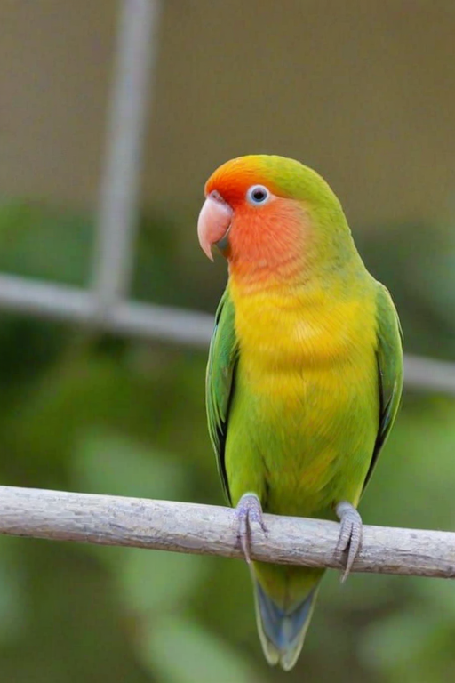 lovebird