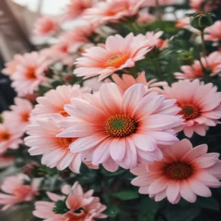 cute aesthetic flower wallpapers