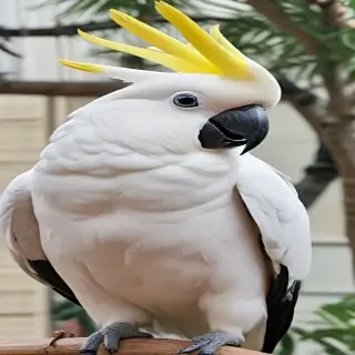 cockatoo