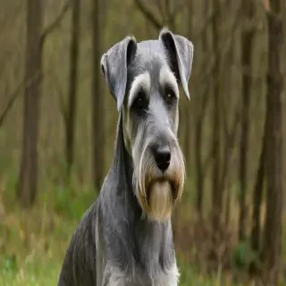 standard schnauzer