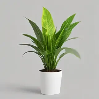 indoor plant png