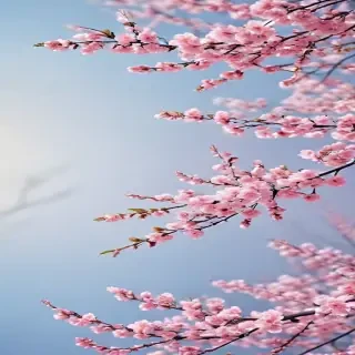 cherry blossom backgrounds