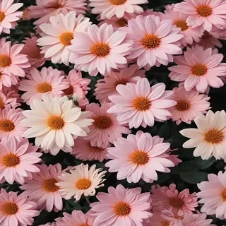 aesthetic flower wallpaper
