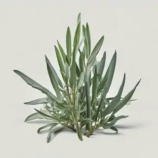 sage png