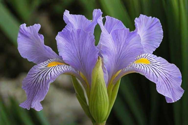 iris flower
