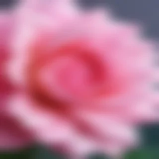 cute background pink