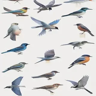 birds transparent