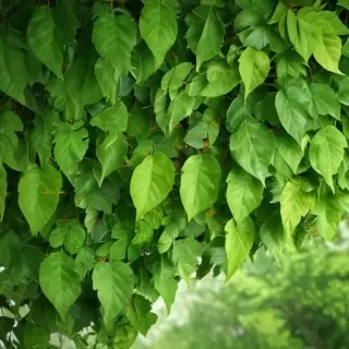 leaf background green