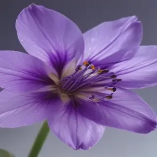 transparent purple flower