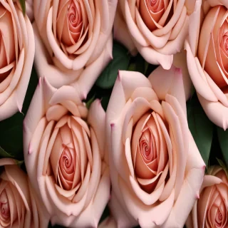 rose wallpaper background
