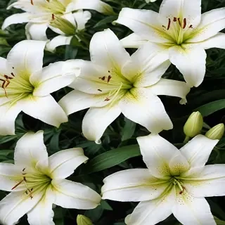 lily background