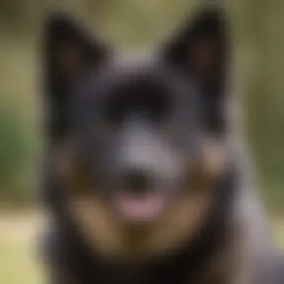 schipperke dog breed