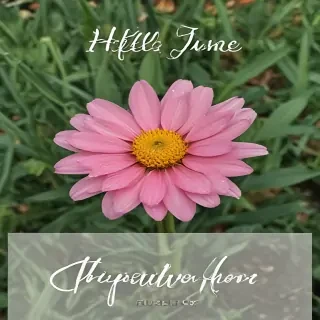 hello june images