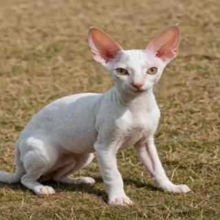 cornish rex breed