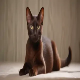 havana brown cat breed