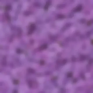 lilac background