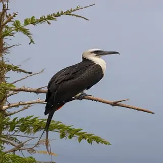 frigate bird