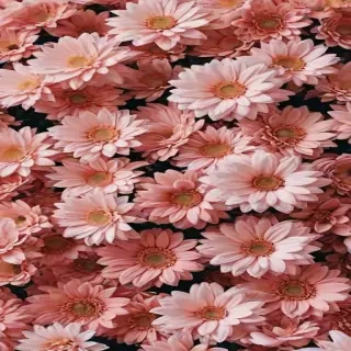 flowers aesthetic wallpaper