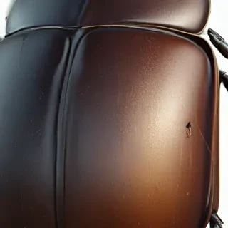 beetle png