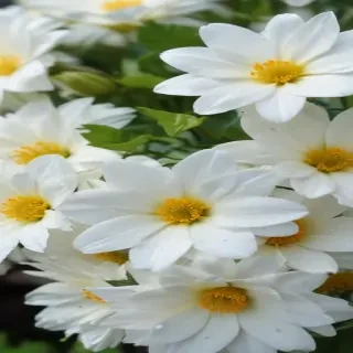 white flowers wallpaper iphone