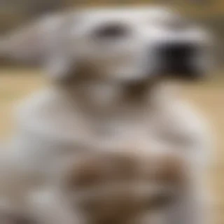 labmaraner dog breed