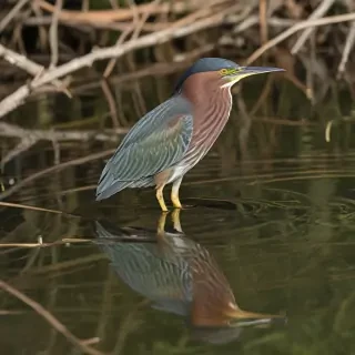 green heron