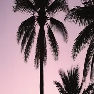 aesthetic palm tree wallpaper