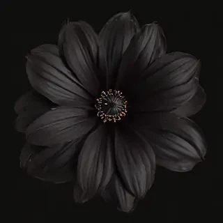 black flower png