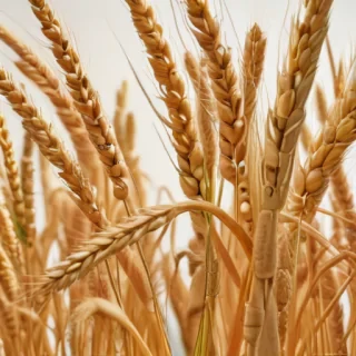 wheat png