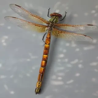 dragonfly png