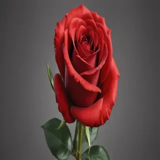 red rose.png