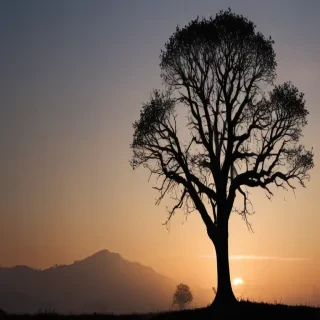 transparent tree silhouette