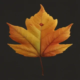 autumn leaf png