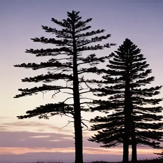 pine tree silhouette png