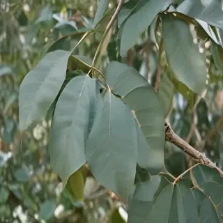 transparent eucalyptus