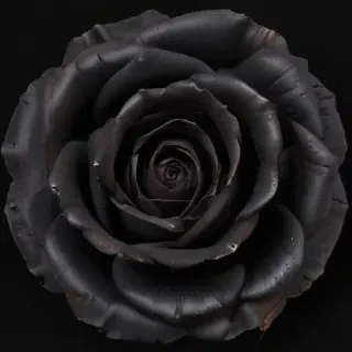 black rose photo